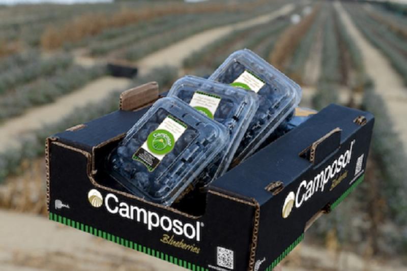 Camposol proyecta mejora de hasta 30% en precios del arándano peruano cuando ingrese al mercado chino