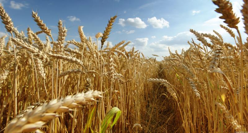 Camposur proyecta producir 16.5 millones de kilos de arroz este año