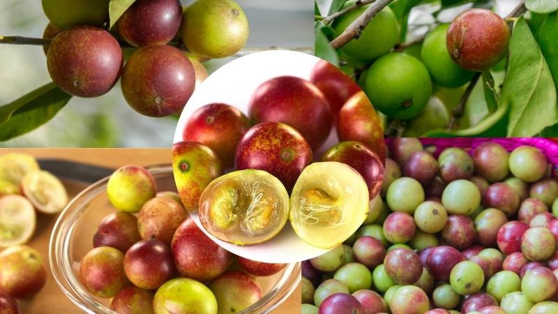 Camu camu peruano llegó a 28 mercados diferentes durante el año pasado