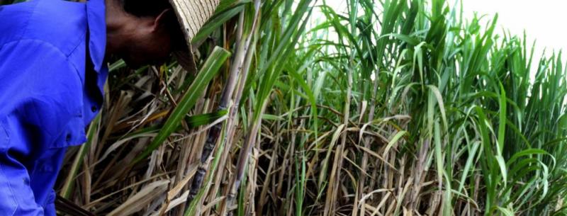 Cañicultores nacionales exigen al Gobierno no permitir el ingreso de azúcar de Guatemala a precios subsidiados