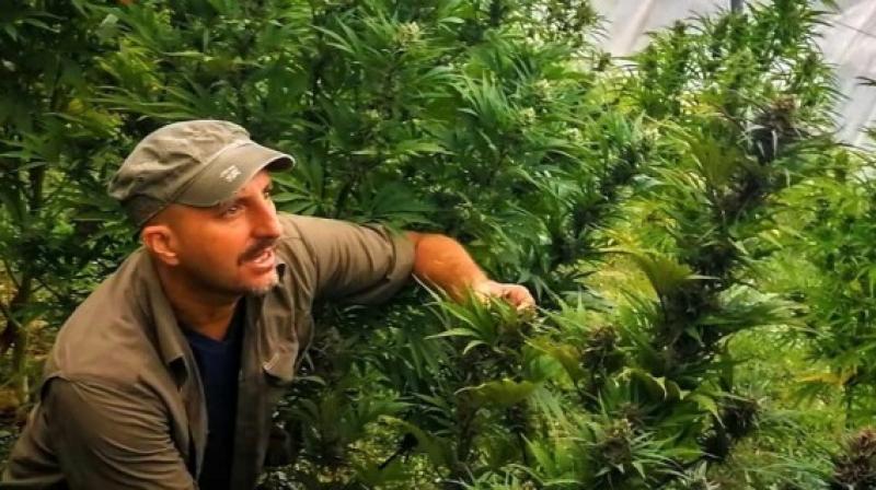 Cannabis medicinal: cultivos en Perú podrían generar ingresos de US$ 1 millón por hectárea