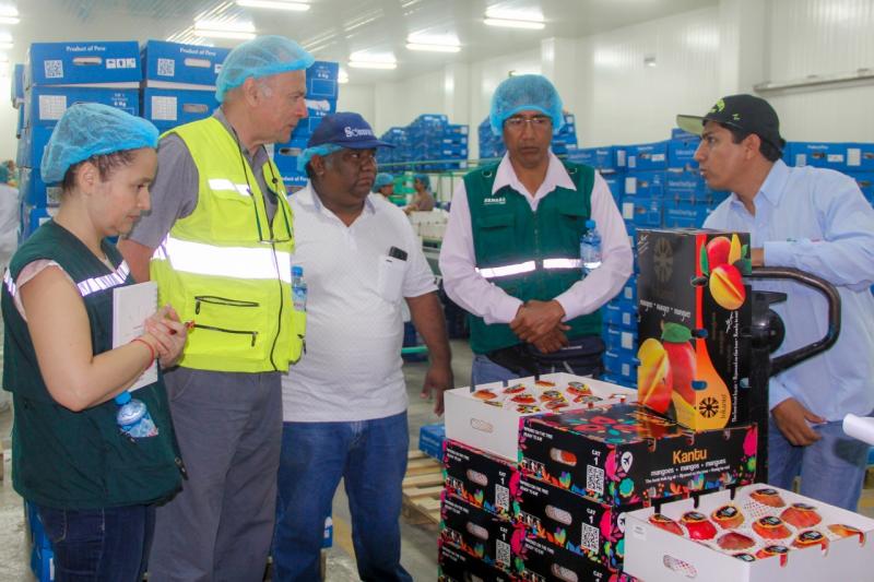 Casma se alista para iniciar exportaciones de mango a Chile
