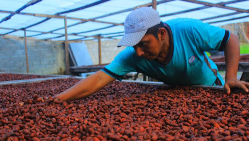 CAV Monzón venderá 100 toneladas de cacao a cooperativa agroindustrial este año