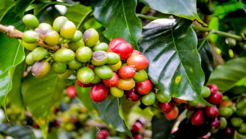 CECOVASA OBTIENE CERTIFICACIÓN ORGÁNICA PARA 1.120 HECTÁREAS DE CAFÉ 