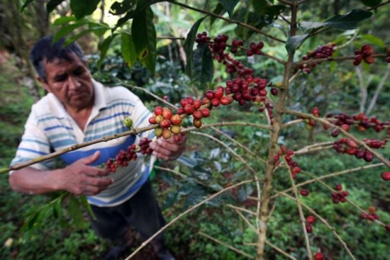 CEPROCAF PRODUCIRÁ 6 MIL QUINTALES DE CAFÉ ESTE 2014