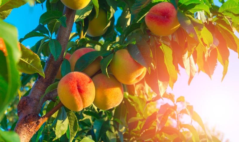 Chile reanudará exportaciones de carozos a Perú