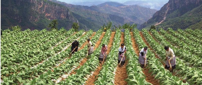 China es líder mundial en la producción de 25 alimentos