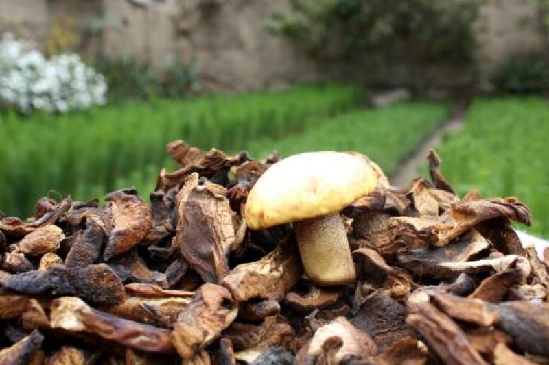 Cinco productos peruanos en camino a obtener denominación de origen