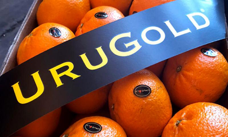 Cítricos de Uruguay experimentan alza en producción y envíos en 2024