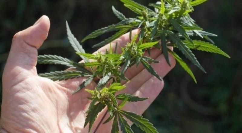 Coca-Cola analiza desarrollar bebidas con un componente del cannabis