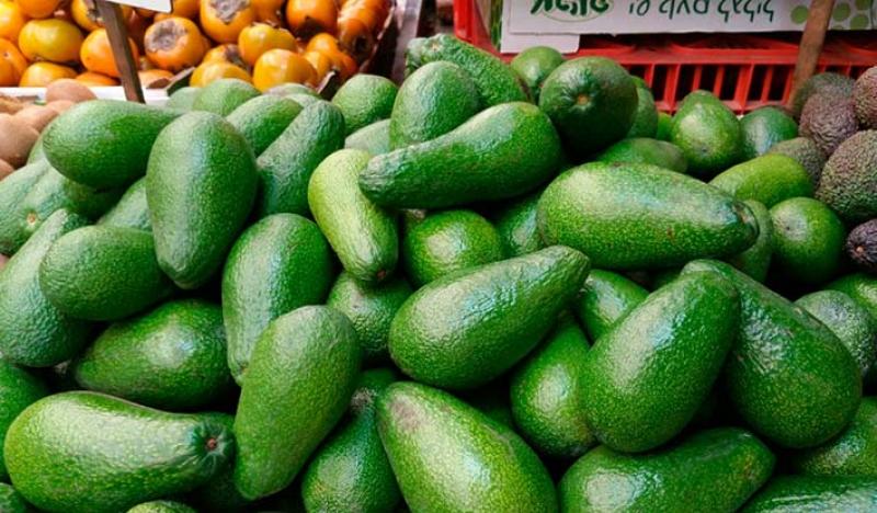 Colombia: trabajan hoja de ruta para incrementar exportación de aguacates