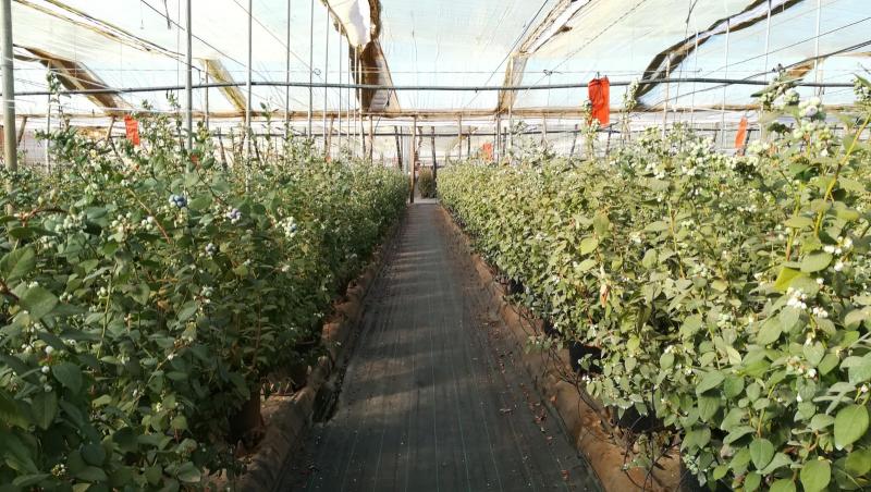 ¿Cómo cultivar las plantas de arándano desde sus primeros días?