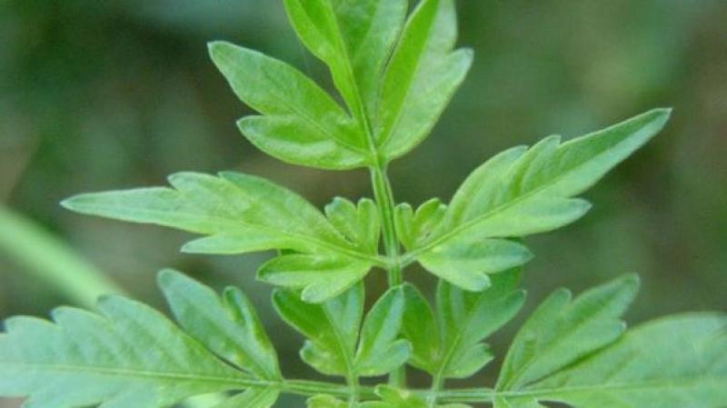 ¿Cómo logró un grupo de investigadores producir electricidad a partir de plantas?