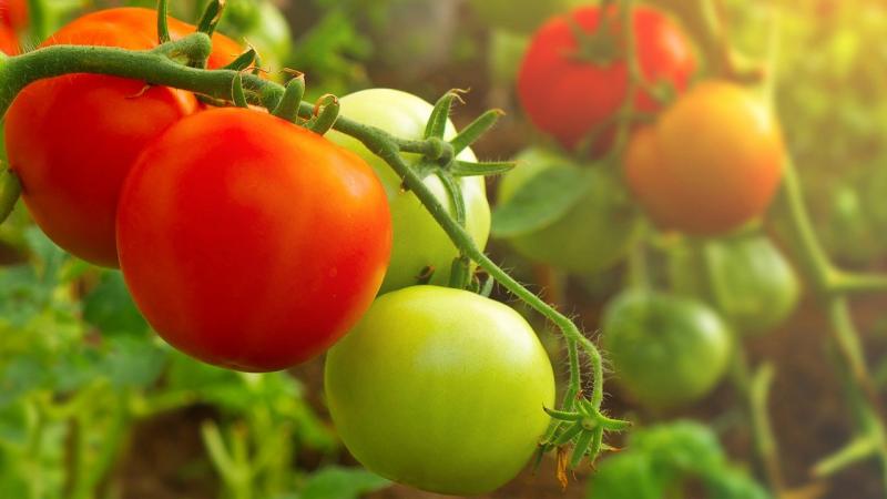 ¿Cómo va el mercado global del tomate?