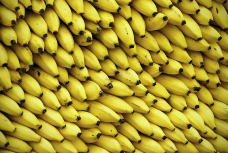 Con edición genética buscan extender la frescura de la banana y hacerla más resistente a enfermedades