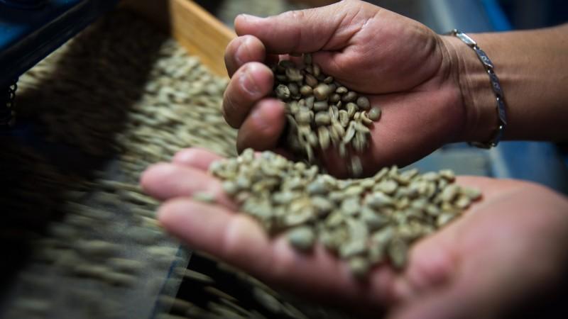 Concretan primera transferencia tecnológica de IA para el café en el norte del país
