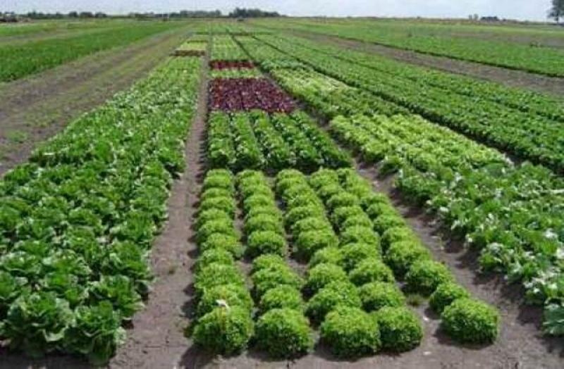 CONGRESO INTERNACIONAL DE AGRICULTURA EN AMBIENTE SE REALIZARÁ EN PANAMÁ