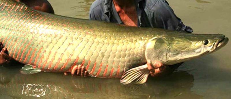 Conoce los 10 productos que podría impulsar Sierra y Selva Exportadora