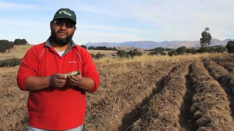 CONSUMO DE PAPA EN EL PAÍS ESTÁ ESTANCADO POR FALTA DE INTERÉS EN SU PROMOCIÓN