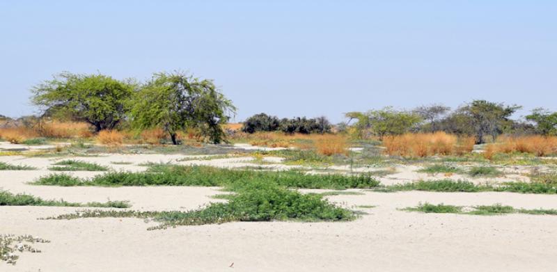 Cooperación japonesa ayuda a implementar un mapa forestal de bosques secos del norte peruano
