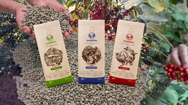 Cooperativa Agraria Norandino proyecta exportar 100.000 quintales de café este año