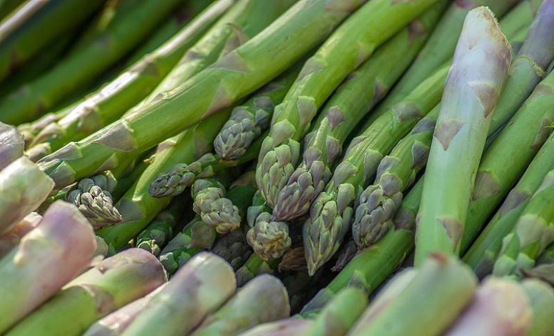 Cooperativa Agraria Valle Jequetepeque se consolida en rubro de espárragos en conserva y busca exportar en fresco