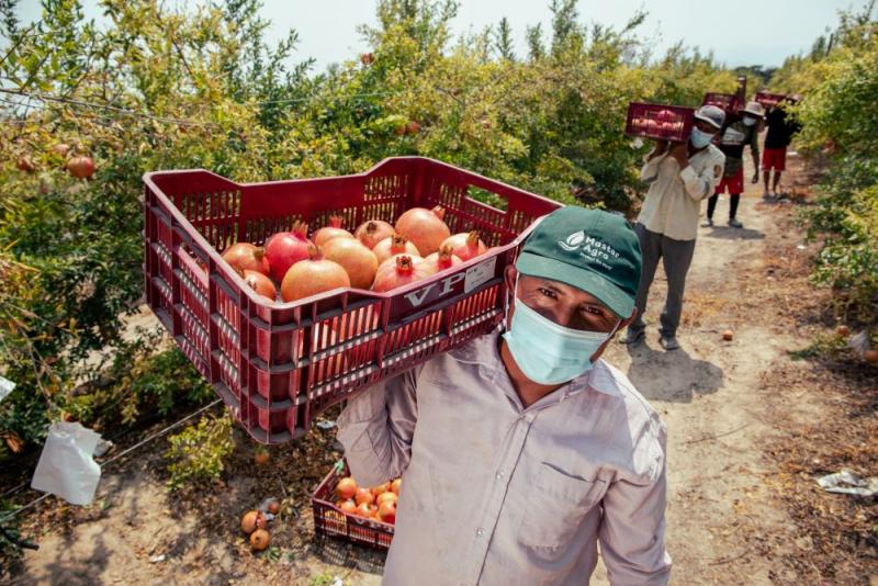 Cooperativa pisqueña reconvierte sus cultivos de algodón por granada y genera mayor rentabilidad