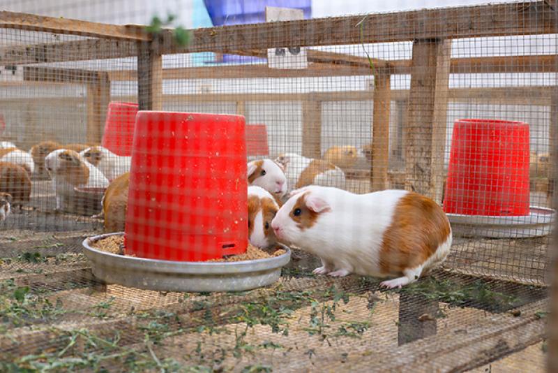 Cooperativas de productores de cuyes solicitan exoneración del pago del IGV