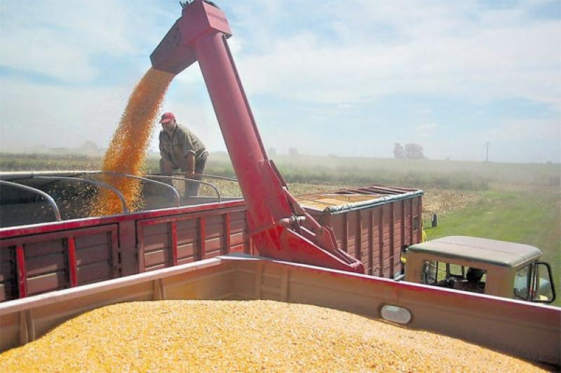 COSECHA RÉCORD EN ESTADOS UNIDOS DISMINUYE PRECIO DEL MAÍZ