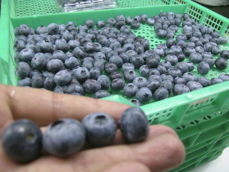 CREAN CONSEJO BINACIONAL DEL ARÁNDANO ENTRE PERÚ Y ESTADOS UNIDOS