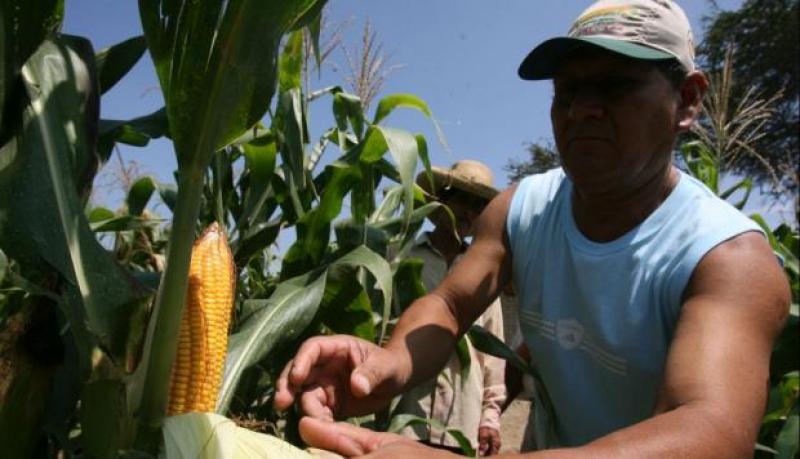 Crearán la primera asociación de productores de maíz amarillo duro en Gran Chimú