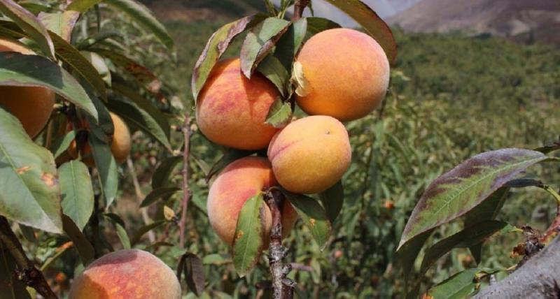 Crecieron las exportaciones peruanas de durazno en 2024