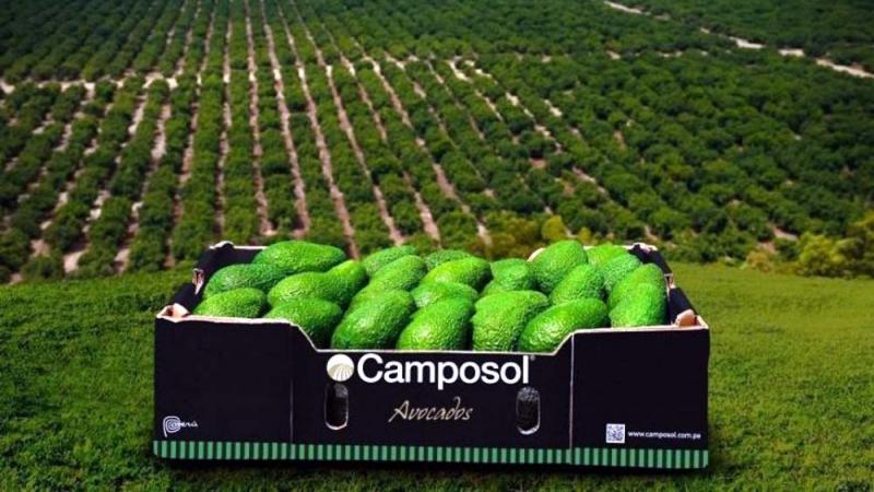 Crecimiento y solidez marcan el tercer trimestre de Camposol en 2025