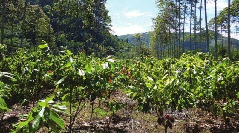 Crédito con “cero” intereses para expandir SAF en café y cacao: ¿una buena idea?