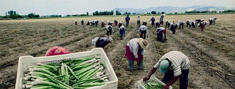 ¿Cuántos trabajadores emplean las mayores empresas agroexportadoras del Perú?