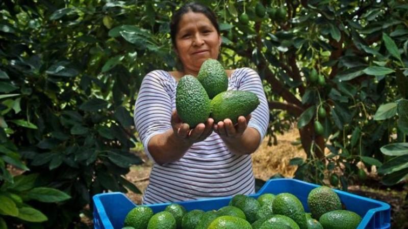 Cuatro regiones aportaron el 61.3% de la producción total de palta en marzo de 2026