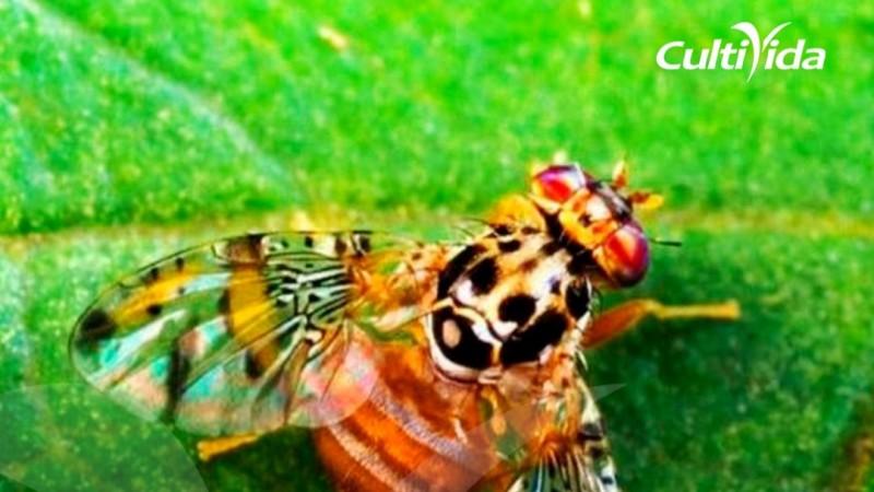 CultiVida insta reforzar vigilancia ante actualización de zonas afectadas por mosca de la fruta