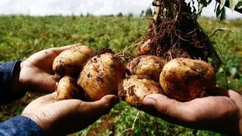 Cultivo de papa genera alrededor de 25 millones de jornales en Perú