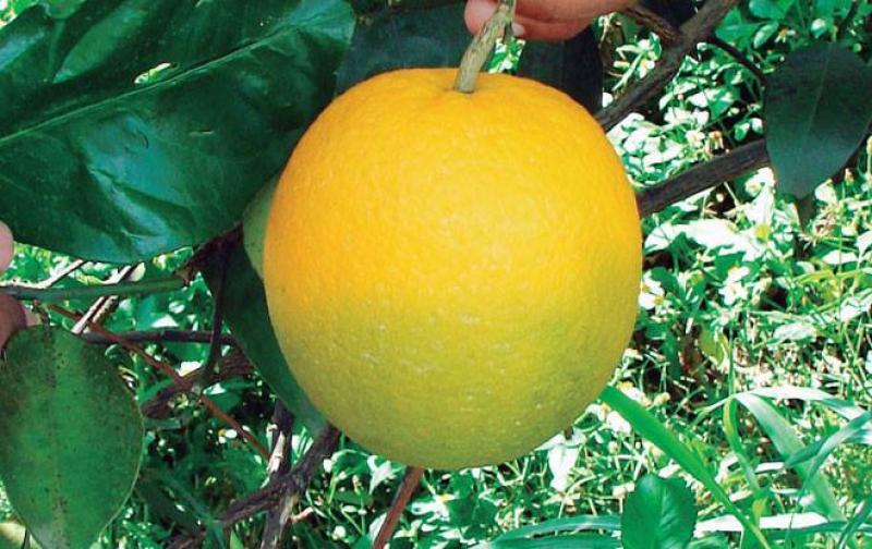 De ingresar HLB al Perú pérdidas económicas en la cadena de cítricos ascendería a S/ 793.902.781