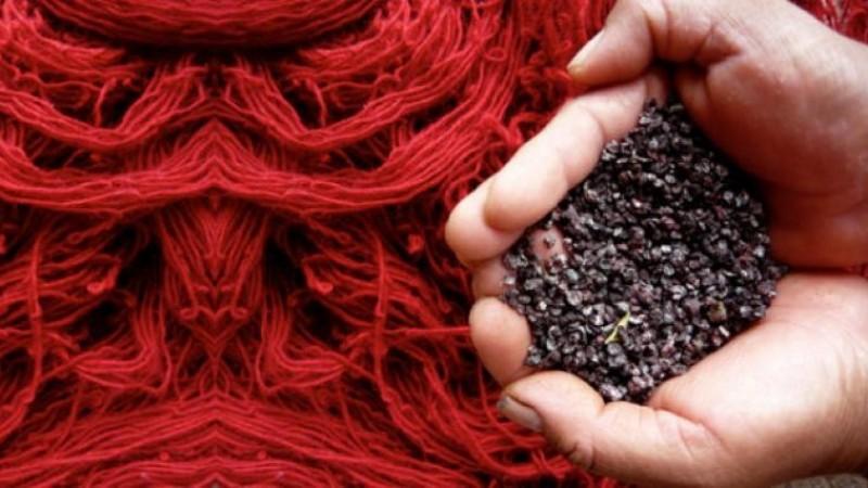 Demanda de cochinilla y derivados mantendrá su tendencia creciente en los mercados internacionales