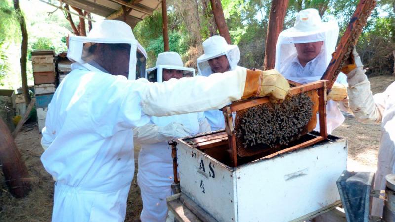 Demanda de colmenas aumentará entre un 20 % y 30 % el 2020 debido a la ampliación de la frontera agrícola