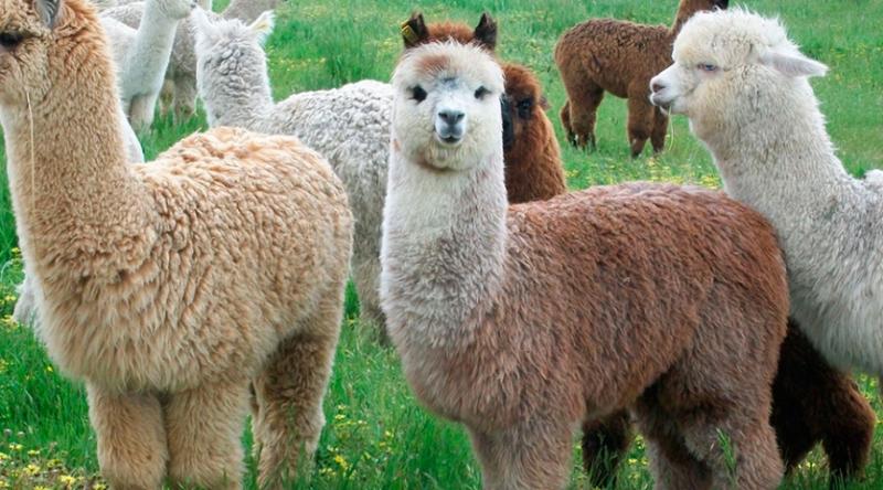 Demanda de fibra de alpaca cayó 50%