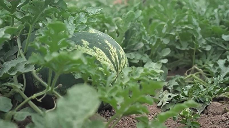 Desarrollan fertilizante a base cactus y residuos de caña que mejora cultivos en sequía