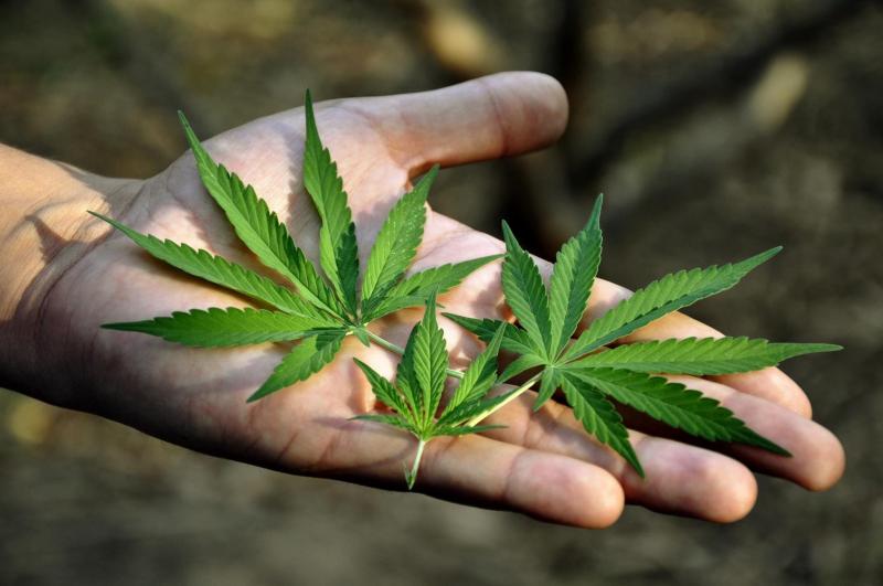 Desde hoy, Canadá se convierte en el primer país industrializado que legaliza la marihuana