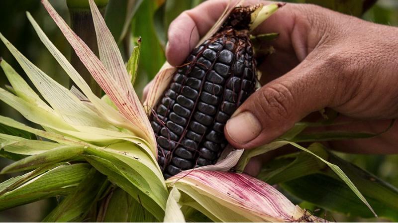 Despachos peruanos de maíz morado al exterior superan los US$ 200 mil en enero de 2024