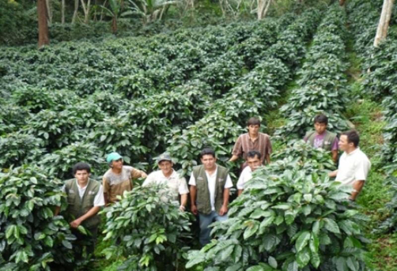 DESTINAN MÁS  DE € 10 MILLONES EN  PROYECTOS DE CULTIVOS ALTERNATIVOS 