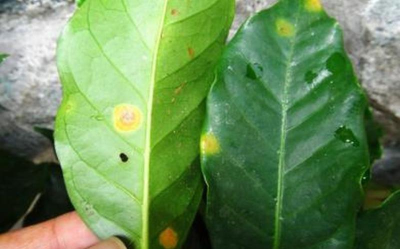 DESTINAN S/. 100 MILLONES ADICIONALES  PARA RENOVACIÓN DE PLANTAS DE CAFÉ