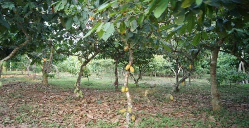 DEVIDA TRANSFIERE MÁS DE S/. 8 MILLONES PARA PROYECTOS ALTERNATIVOS