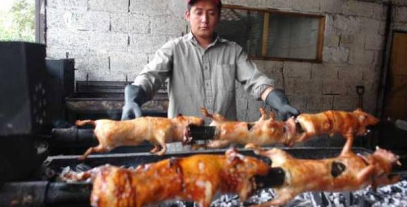 DÍA DEL CUY SE CELEBRARÁ CADA SEGUNDO  VIERNES DE OCTUBRE