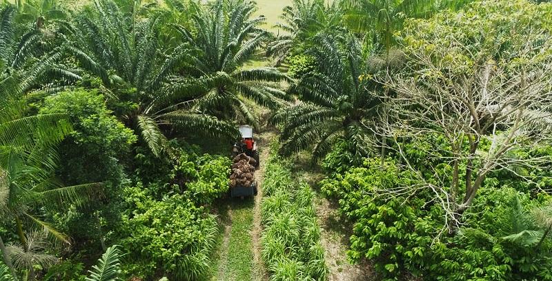 Día Internacional de los Bosques: conoce los beneficios que nos regalan